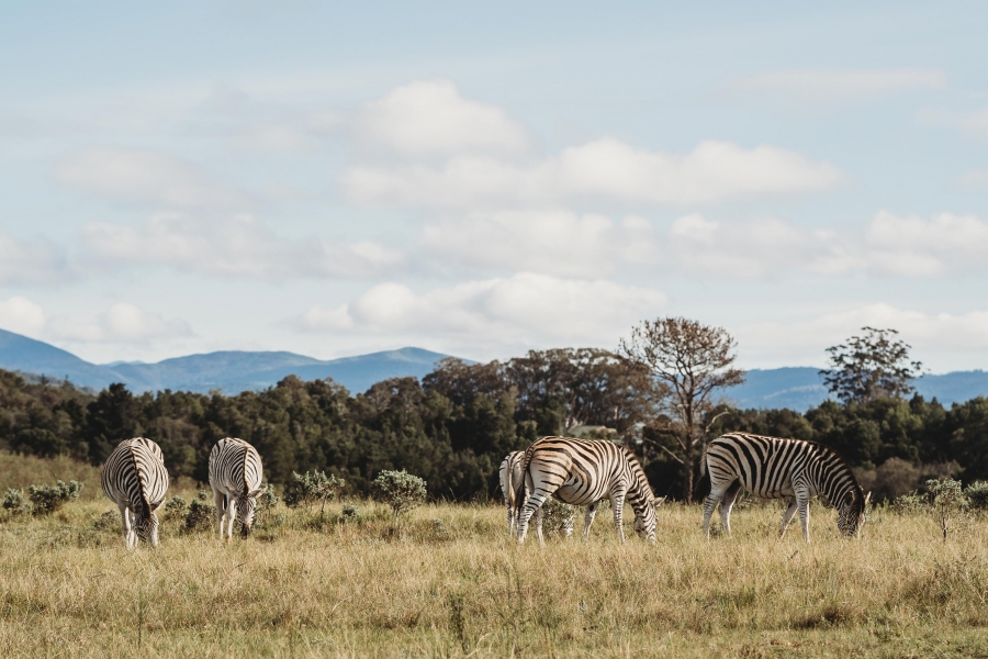 FIH Fotografie » Zuid Afrika